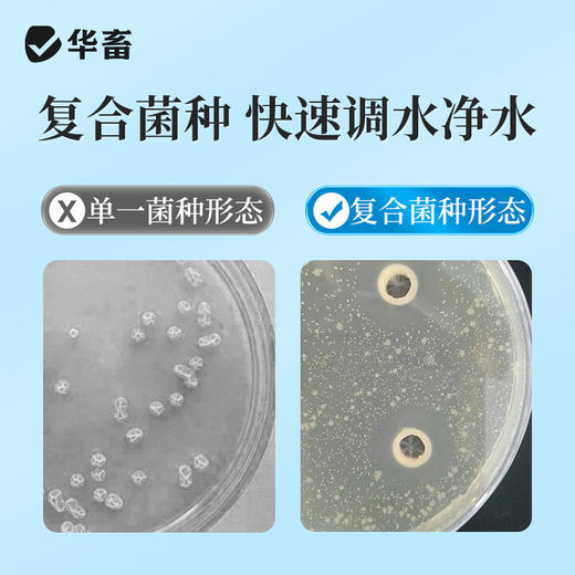 华畜复合芽孢杆菌500g  免红糖复合菌种净水调水 水产专用 商品图2