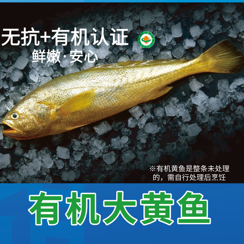 有机大黄鱼/有机黄鱼鲞，12项药残未检出，无抗有机双认证，生鲜冷冻安心美味，顺丰发货