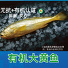有机大黄鱼/有机黄鱼鲞，12项药残未检出，无抗有机双认证，生鲜冷冻安心美味，顺丰发货 商品缩略图0