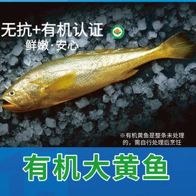 有机大黄鱼/有机黄鱼鲞，12项药残未检出，无抗有机双认证，生鲜冷冻安心美味，顺丰发货