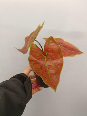 现货90#黄金红斑