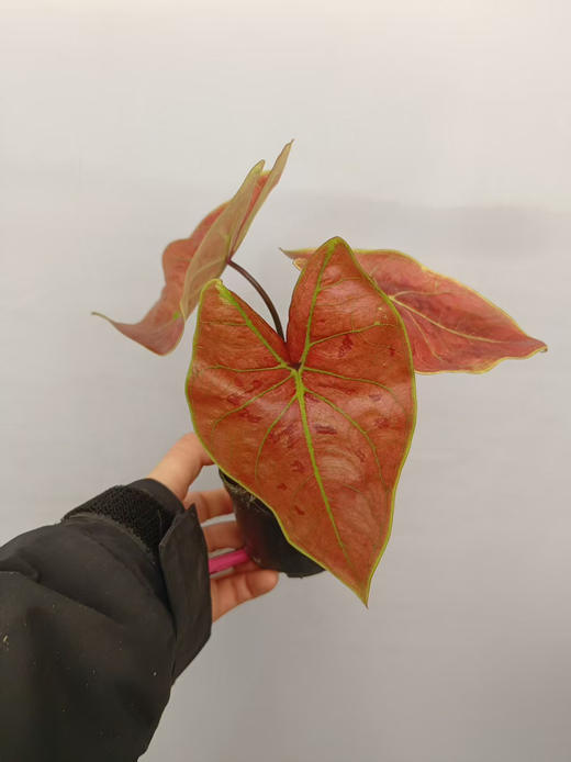 现货90#黄金红斑 商品图0