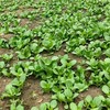 010一箱好菜  菜本味  三餐四季的守护 从菜园到餐桌 大部分带根发货 随吃随取 商品缩略图2