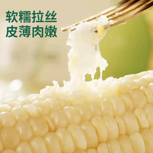 【江苏农垦】响垦臻品丨白甜糯玉米 2kg（10根） 商品图1