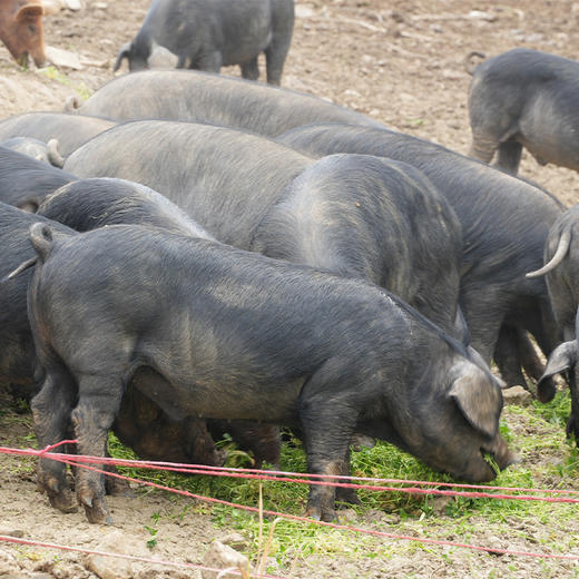 郧阳区罗家山黑土猪肉系列新鲜五花肉/前夹肉/后座肉/排骨/猪蹄 （ 称重退差，多退少补）周六发货，需提前预定 商品图6