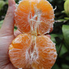 千野蜜柑（沃柑）#果肉细腻，爆汁甘甜，高海拔15个月生长期，累积更多风味，现摘现发 商品缩略图4