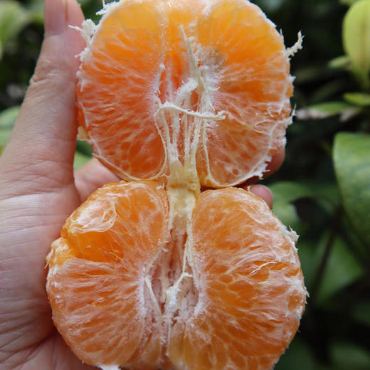 千野蜜柑（沃柑）#果肉细腻，爆汁甘甜，高海拔15个月生长期，累积更多风味，现摘现发 商品图4