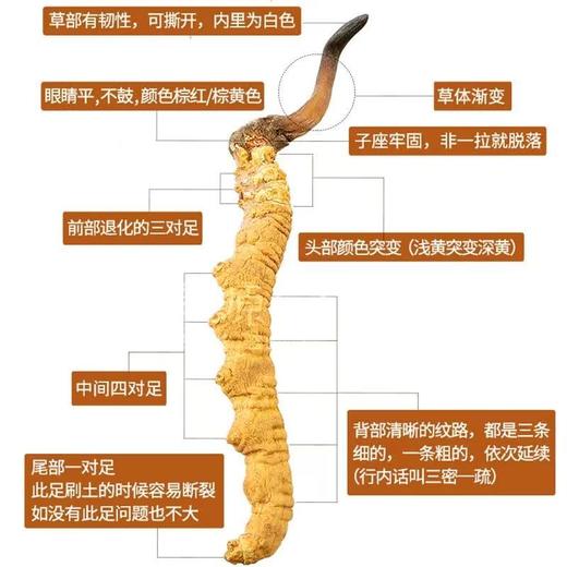 神象西藏那曲冬虫夏草6克扎花自用小草非培育 商品图2