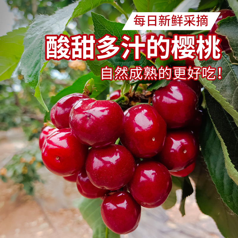 北京本地美早大樱桃新鲜现摘 皮薄肉厚爆甜红樱桃车厘子 应季水果  1斤/2斤
