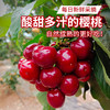 北京本地美早大樱桃新鲜现摘 皮薄肉厚爆甜红樱桃车厘子 应季水果  1斤/2斤 商品缩略图0