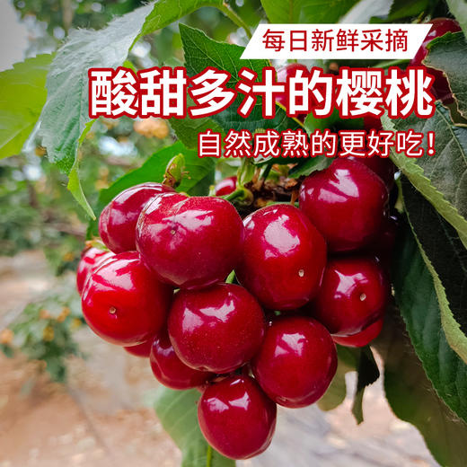 北京本地美早大樱桃新鲜现摘 皮薄肉厚爆甜红樱桃车厘子 应季水果  1斤/2斤 商品图0