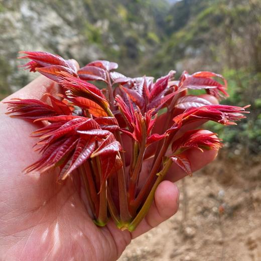 头茬野生红油香椿#鲜嫩美味，新鲜头茬细嫩少渣多汁味甜香气浓郁，尝鲜期15天，来自秦岭大山间的野生美味 商品图1