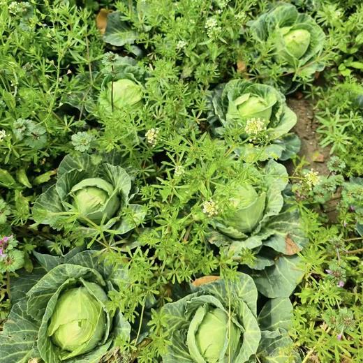 010一箱好菜  菜本味  三餐四季的守护 从菜园到餐桌 大部分带根发货 随吃随取 商品图3