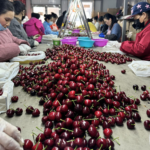 周一取货：【蔚林3J美早樱桃】净重1.4-1.5斤左右/箱，大连产地直飞 商品图3