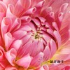 大丽花 | 城堡大道 商品缩略图3