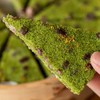 麦青红豆糕|糯中带韧丝丝清甜，越嚼越香 商品缩略图2