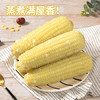【江苏农垦】响垦臻品丨白甜糯玉米 2kg（10根） 商品缩略图5