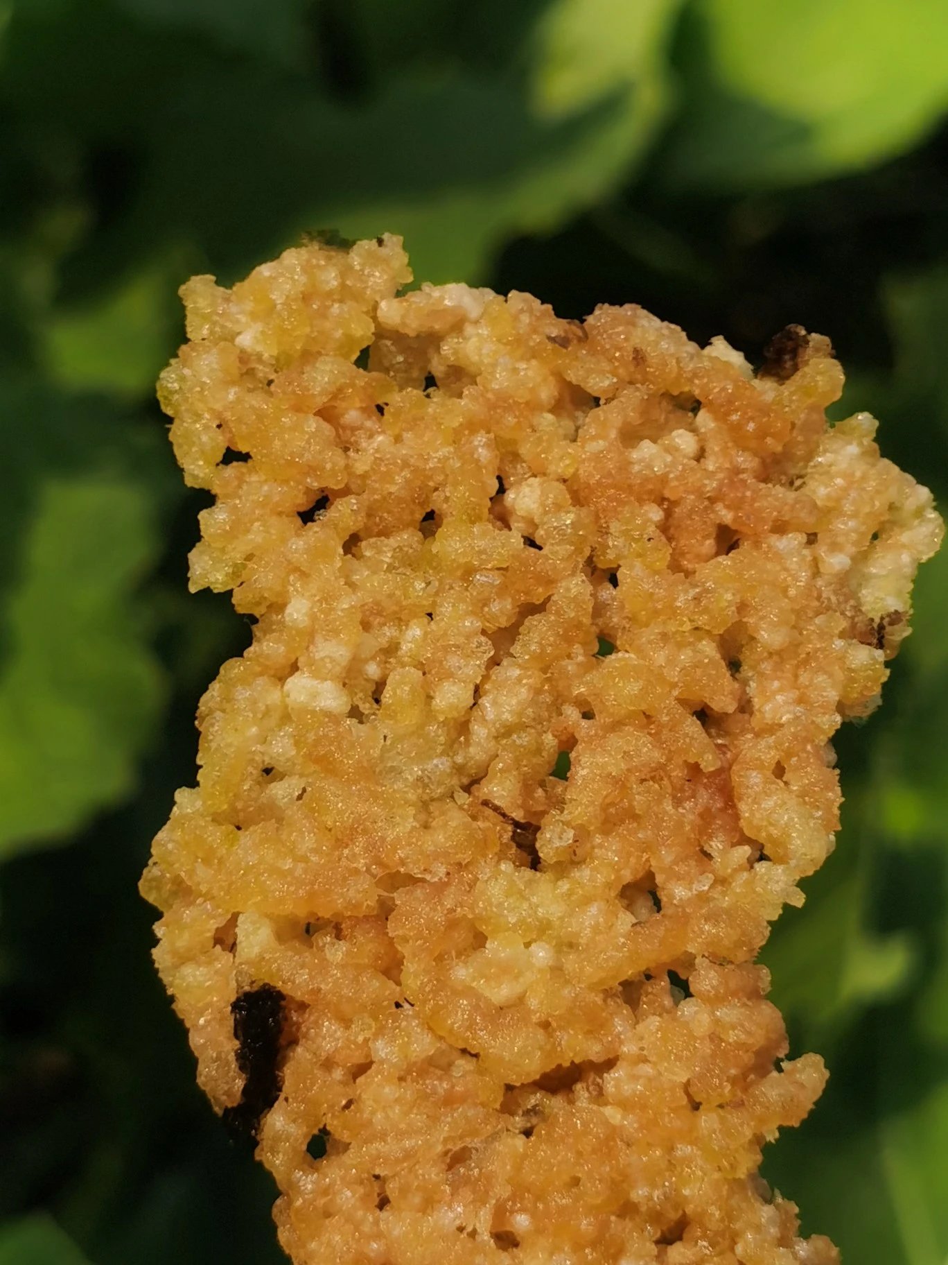 合作产品/淮扬菜饭锅巴（预售后统一制作，现做现发，4月3日或4日发货）