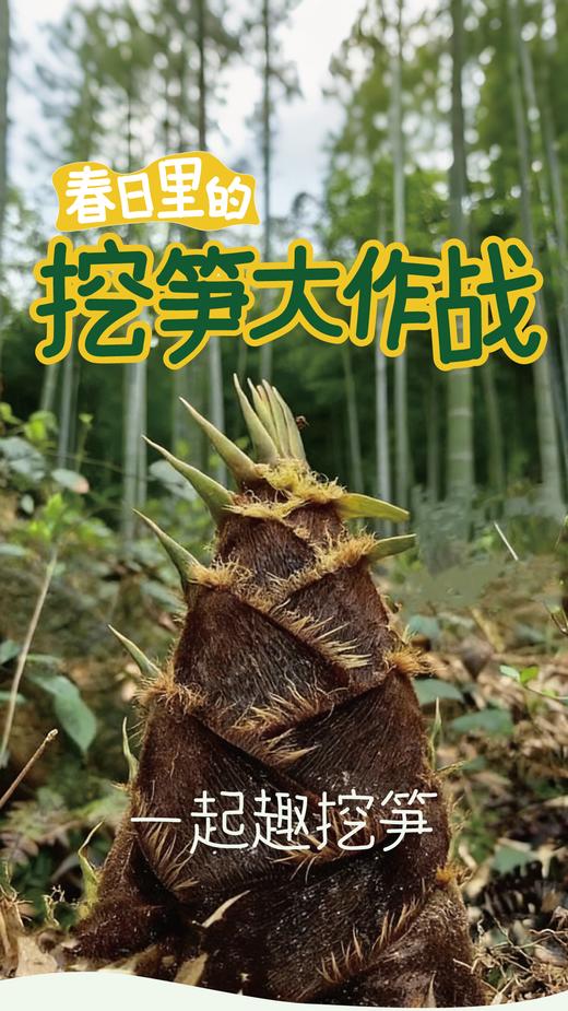 春日挖笋大作战半日亲子营，竹竿间的律动，指尖上的竹艺，竹林里的自然课 商品图0