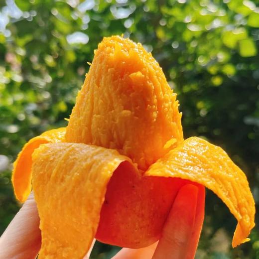 【树上熟贵妃芒】真正树上成熟，尖头冒黄采摘，生长成熟期约150天，比其他贵妃长30天，皮薄肉厚，口感天花板 商品图0