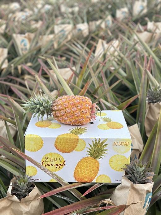 「不用泡盐水」火岛凤梨｜蜜韵十足唇齿留香（无需泡盐水）沁甜甜 txa 商品图6