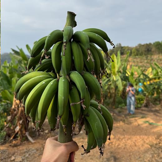 【排单发货】极客生态小香蕉丨农科院新品种，细腻无渣，焦香浓郁，放到出黑斑会更好吃。⭐圆通快递 商品图3