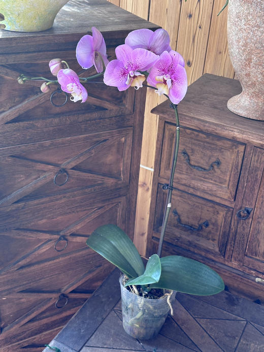 现货3.5杯大花蝴蝶兰，单盆单叉，高度65厘米，有花有苞 商品图2