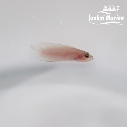 红草莓 公 商品图1