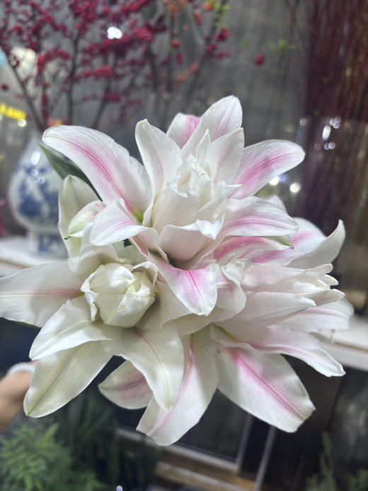 【精品百合】重瓣百合-好奇心  粉色  5枝/扎  3 头 商品图4