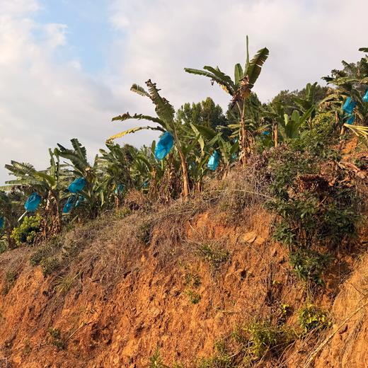 【排单发货】极客生态小香蕉丨农科院新品种，细腻无渣，焦香浓郁，放到出黑斑会更好吃。⭐圆通快递 商品图7