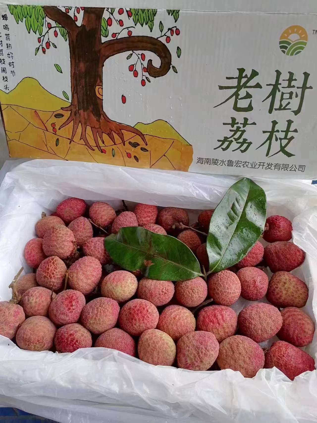 【会员68/斤】鲁宏农业海南空运老树桂花香荔枝