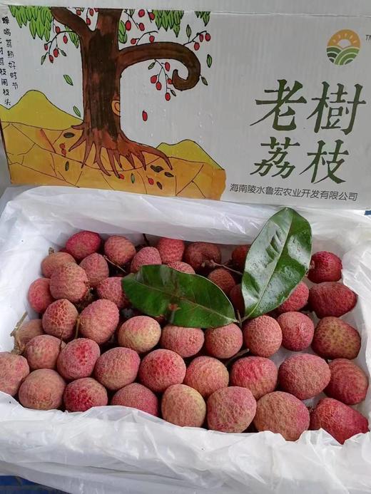 【会员68/斤】鲁宏农业海南空运老树桂花香荔枝 商品图0