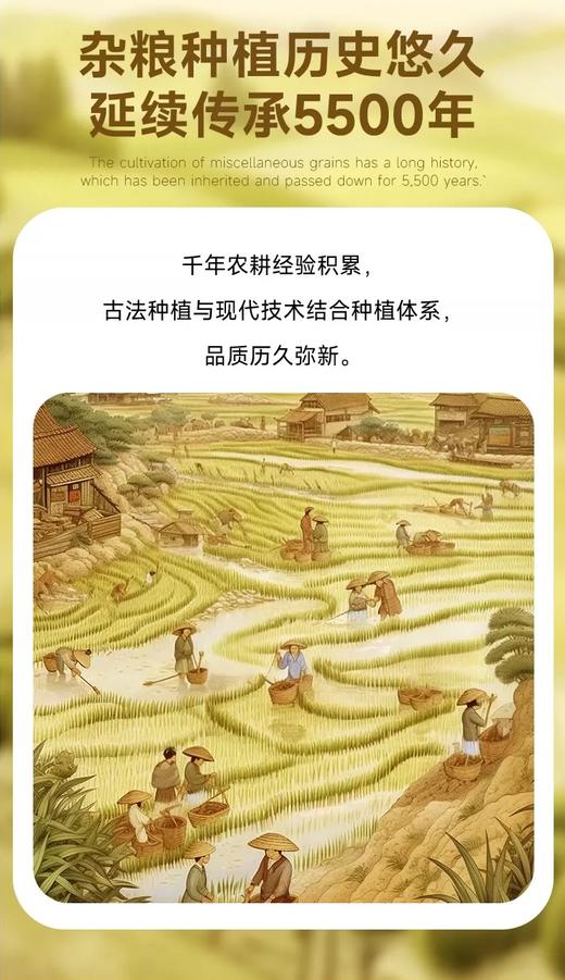 【积分兑换】千麦道当季东北黄金苗K1小米 北纬41°黄金小米 品质保证400g 商品图3