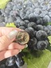 新疆蓝莓葡萄 葡萄味浓郁 23.8/ 斤 商品缩略图1
