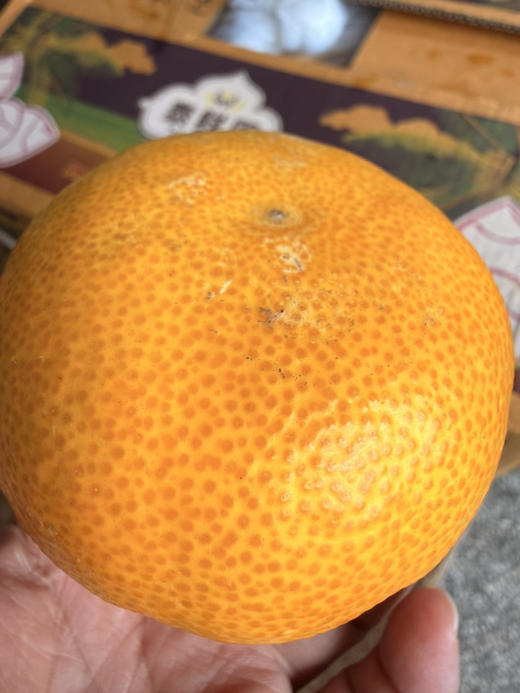 烈焰甜心·麒麟金川·柑橘类水果新王驾临！ 商品图2