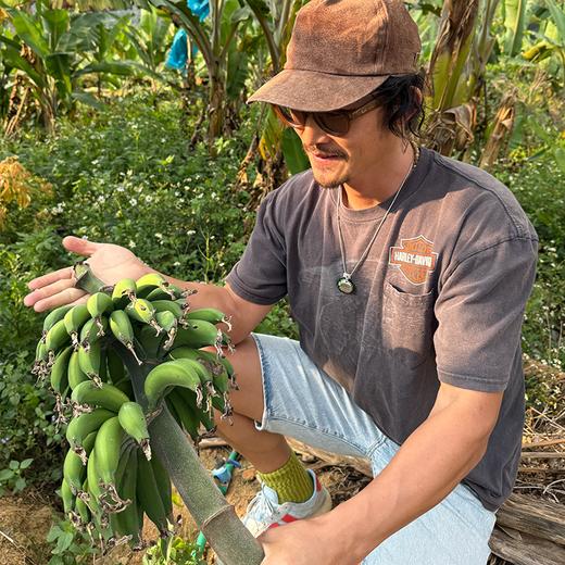 【排单发货】极客生态小香蕉丨农科院新品种，细腻无渣，焦香浓郁，放到出黑斑会更好吃。⭐圆通快递 商品图8