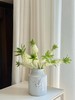 球朵朵盆栽凤梨百合 商品缩略图6