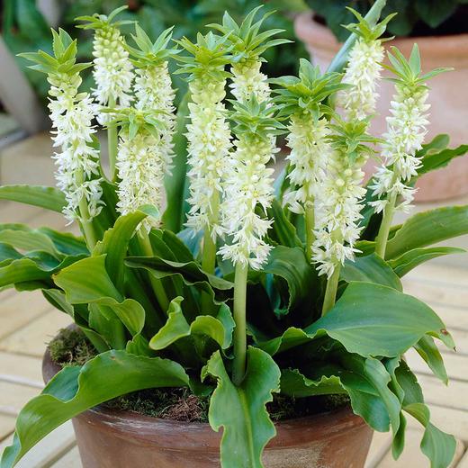 球朵朵盆栽凤梨百合 商品图2