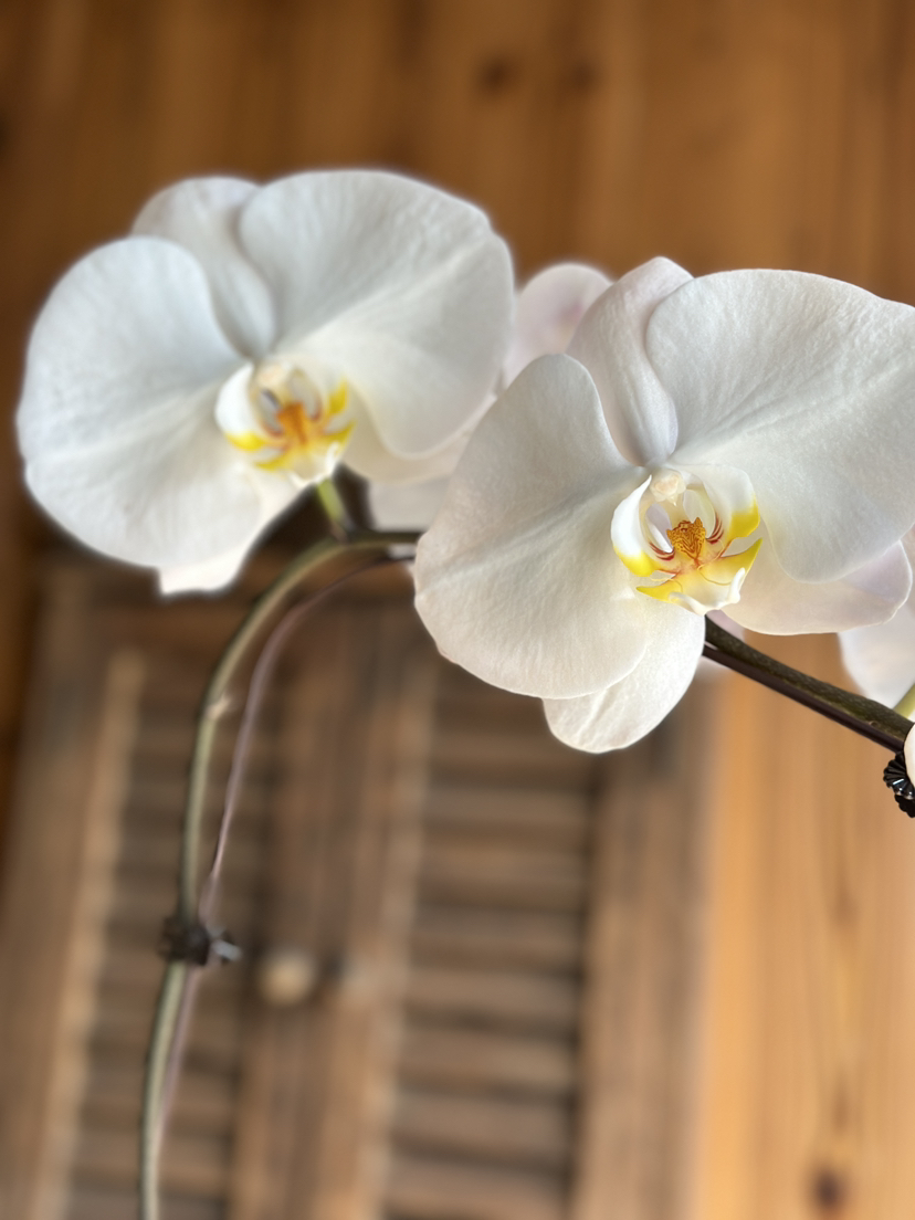 现货 3.5寸大花，白色 高度60厘米