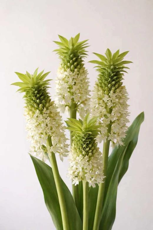 球朵朵盆栽凤梨百合 商品图5