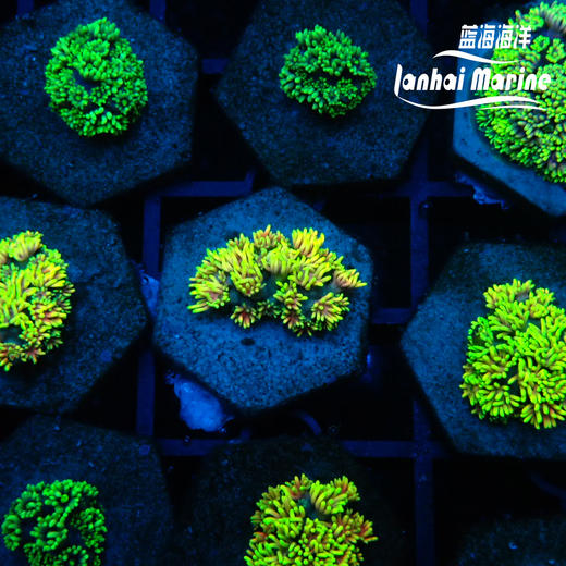 人工马卡龙单包 商品图7