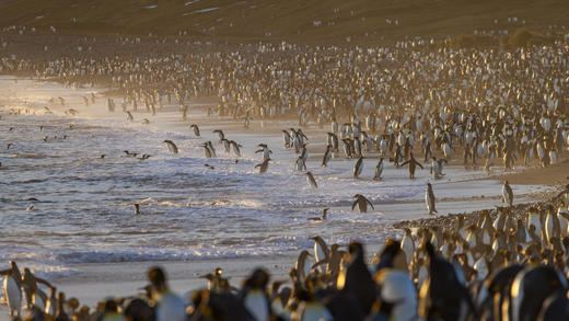 南极三岛「早鸟价8折，优惠高达4万元」福克兰群岛、南极半岛、南乔治亚岛26天摄影之旅 商品图1