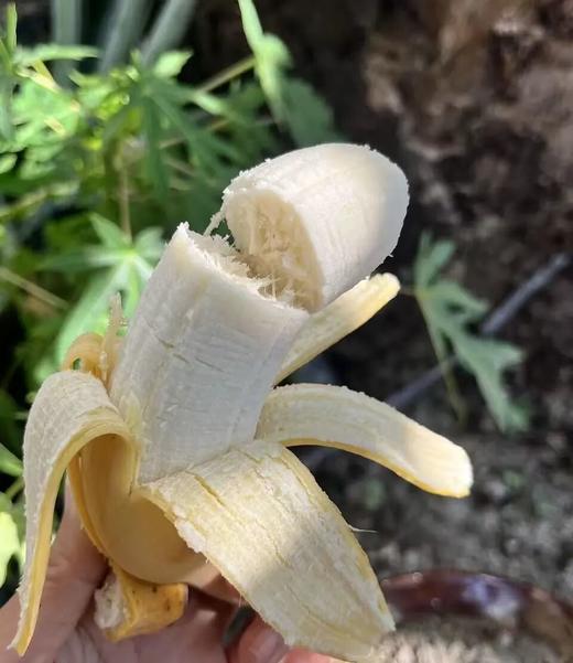 【95折】有机老实芭蕉 | 3斤/4.8斤 香甜绵软不硬芯 皮薄肉厚 云南高山有机芭蕉 现摘现发 柠檬君「72小时内发货」(稻草摩擦造成的表皮发黑属于正常情况，轻微压伤不是坏果不影响食用) 商品图4