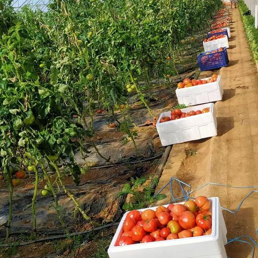 【限量福利29.99元/3斤包邮】鸿翠园 有机西红柿 沙瓤有籽180天自然成熟 商品图8