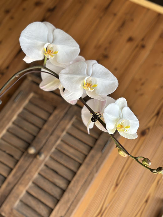 现货 3.5寸大花，白色 高度60厘米 商品图1