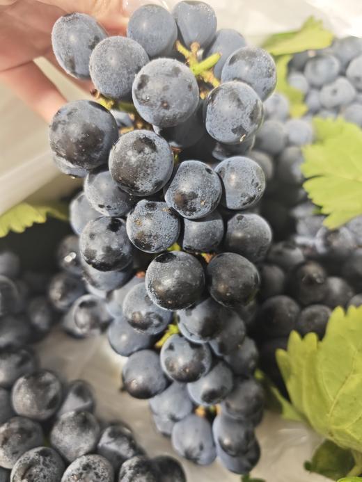 新疆蓝莓葡萄 葡萄味浓郁 23.8/ 斤 商品图2