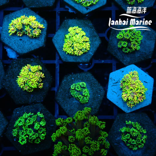 人工马卡龙单包 商品图4