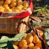 米易有机枇杷（30+大果型，彩箱4盒*400克） 商品缩略图3