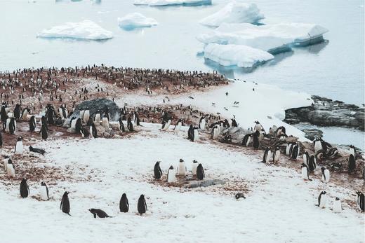 南极三岛「早鸟价8折，优惠高达4万元」福克兰群岛、南极半岛、南乔治亚岛26天摄影之旅 商品图8