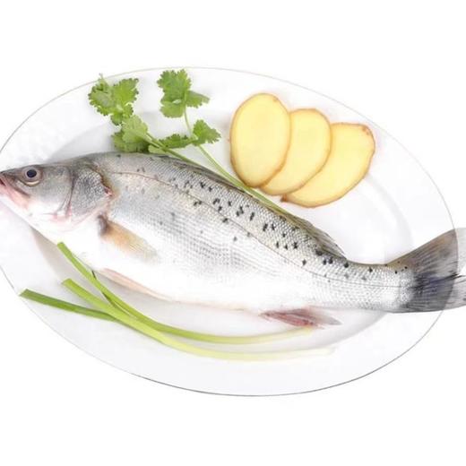 【ZCWJ】  鲜鲈鱼  清蒸  鲜嫩 商品图2
